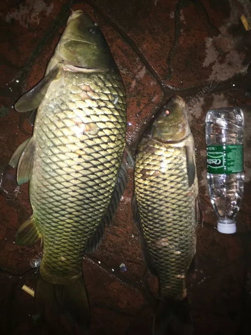 不打窝也能钓大鱼,8种自制饵料秘籍 不打窝也能钓大鱼,8种自制饵料秘籍