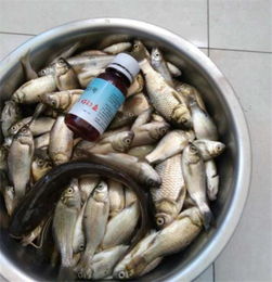 初学者必看,从零开始掌握钓鱼饵料制作全攻略 初学者必看,从零开始掌握钓鱼饵料制作全攻略