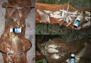 钓鱼饵料水溶袋,掌握这5步,让鱼儿主动上钩! 钓鱼饵料水溶袋,掌握这5步,让鱼儿主动上钩!