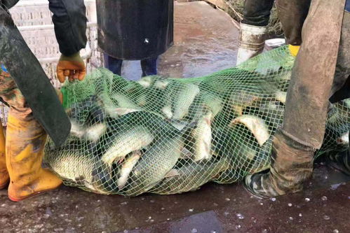 小白沙钓鱼饵料，诱鱼快、易操作，新手也能钓大鱼！