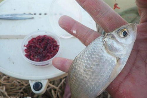 钓鱼饵料难闻怎么办?小妙招大揭秘