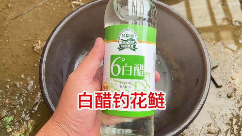 战狼钓鱼饵料评测,效果如何? 战狼钓鱼饵料评测,效果如何?