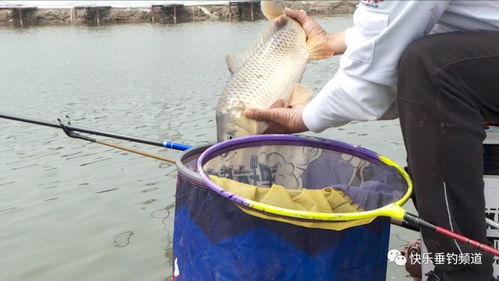 黑坑钓鱼饵料成团怎么办?5个实用技巧让你轻松应对
