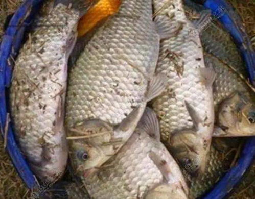 钓鱼饵料怎么搞不粘手,专业钓手的秘密武器 钓鱼饵料怎么搞不粘手,专业钓手的秘密武器