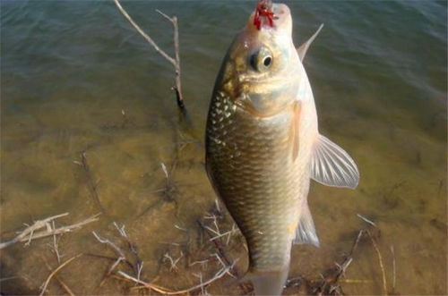 钓鱼饵料入水后怎么样放,掌握这几点,鱼获翻倍!