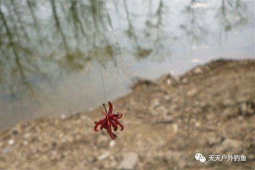 冬季钓鱼饵料虫多怎么办?教你几招虫海战术轻松破局