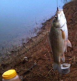 黄斗钓鱼饵料怎么用,从选择到实战技巧全解析 黄斗钓鱼饵料怎么用,从选择到实战技巧全解析