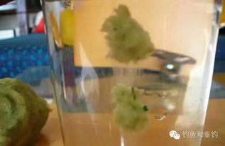 钓鱼饵料不开饵怎么办?这些解决方法太实用了!