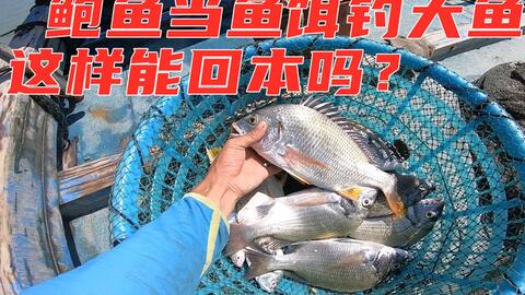 揭秘福娃钓鱼饵料,真假难辨的钓鱼神器,到底值不值得买? 揭秘福娃钓鱼饵料,真假难辨的钓鱼神器,到底值不值得买?