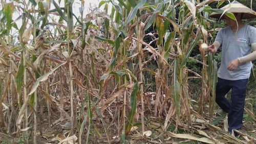 玉米杆变废为宝,自制钓鱼饵料的秘诀 玉米杆变废为宝,自制钓鱼饵料的秘诀