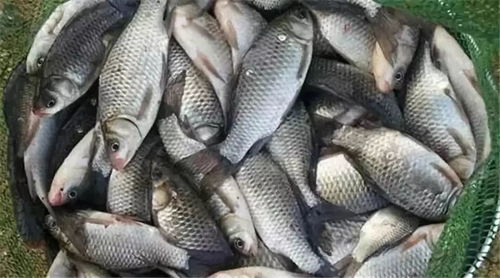 鱼饵料烧鱼怎么办?这些技巧让你不再空手而归