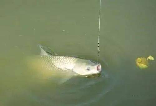 秘制臭鱼饵料,诱鱼上钩的杀手锏,钓鱼高手必学! 秘制臭鱼饵料,诱鱼上钩的杀手锏,钓鱼高手必学!