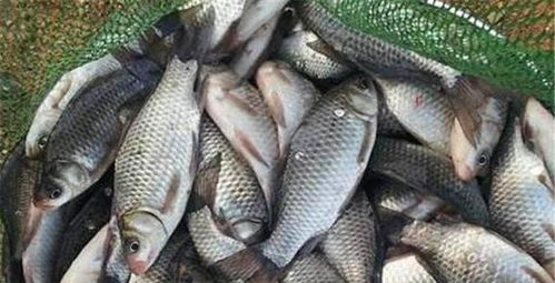 麸子做钓鱼饵料好吗?手把手教你如何制作与使用