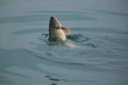 钓鱼饵料制作全攻略,从零开始打造你的诱鱼神器 钓鱼饵料制作全攻略,从零开始打造你的诱鱼神器
