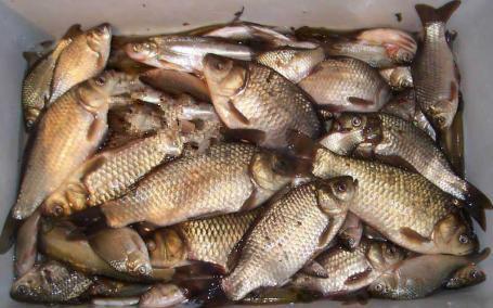 钓鱼饵料该怎么做的好用,从选材到调制的全攻略