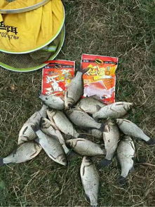 钓鱼饵料怎么判断味型的?这5个方法让你的鱼儿争先恐后咬钩!