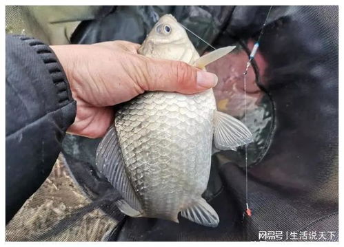 黑坑钓鱼饵料成团怎么钓,掌握这5个技巧,鱼口全开