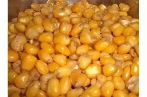 钓鱼饵料玉米罐头的自制秘方与使用技巧