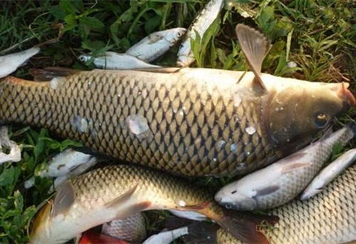 多荤钓鱼饵料怎么配好?打造高效诱鱼配方的秘诀 多荤钓鱼饵料怎么配好?打造高效诱鱼配方的秘诀