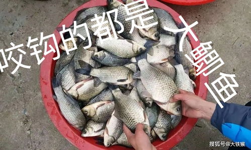 零度钓鱼饵料怎么搭配,冬季垂钓的味觉密码 零度钓鱼饵料怎么搭配,冬季垂钓的味觉密码