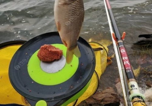 自制海杆钓鱼饵料,简单易行的钓鱼技巧 自制海杆钓鱼饵料,简单易行的钓鱼技巧