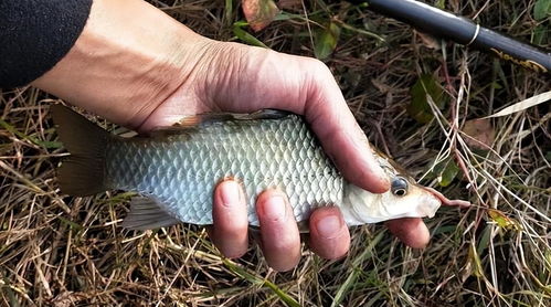钓鱼饵料鱼怎么更爱吃呢?