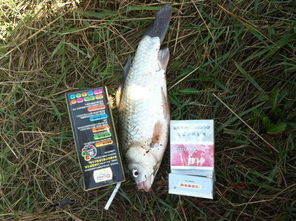 钓鱼饵料怎么才算死饵，全面指南