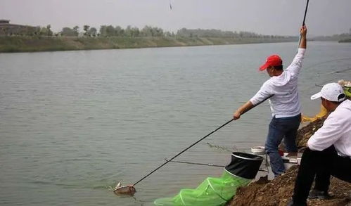 神湾钓鱼饵料怎么样,实用评测与钓鱼技巧