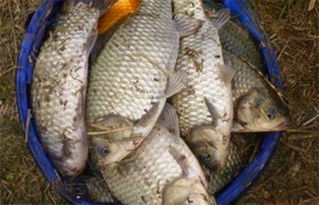 钓鱼饵料怎么选味型好?这5个技巧让你的鱼获翻倍! 钓鱼饵料怎么选味型好?这5个技巧让你的鱼获翻倍!