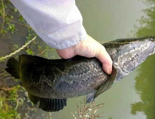 开江钓鱼饵料的黄金法则,如何用好饵料,征服春季鱼口 开江钓鱼饵料的黄金法则,如何用好饵料,征服春季鱼口