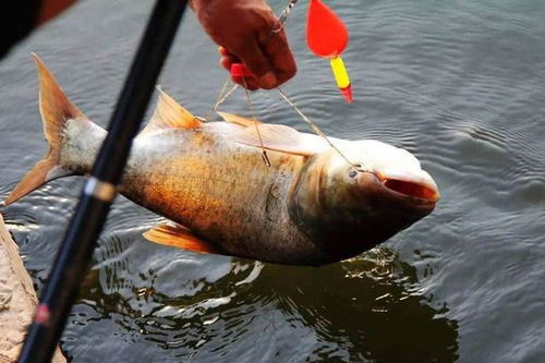 野钓鲢鳙饵料搭配秘方,从入门到精通的实战技巧 野钓鲢鳙饵料搭配秘方,从入门到精通的实战技巧