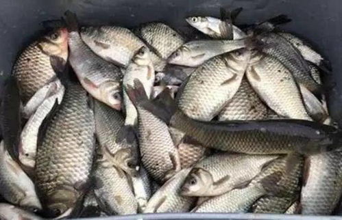 冬天钓鱼饵料冻住怎么办?这些实用技巧让你轻松应对