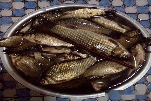 钓鱼饵料省钱秘籍，如何买到便宜又实用的饵料