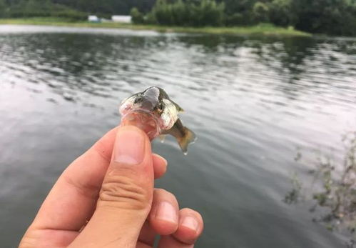 变废为宝！用塑料瓶自制钓鱼饵料，环保又实用，轻松钓大鱼