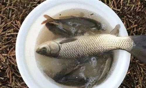 鹅肝钓鱼饵料秘方,钓大鱼的黄金比例! 鹅肝钓鱼饵料秘方,钓大鱼的黄金比例!