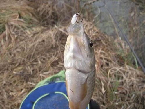 钓鱼饵料米粒制作全攻略，从零开始的DIY指南