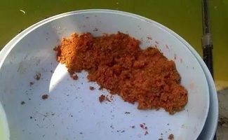 橄榄坝钓鱼饵料怎么样？这些饵料让你的鱼获翻倍！