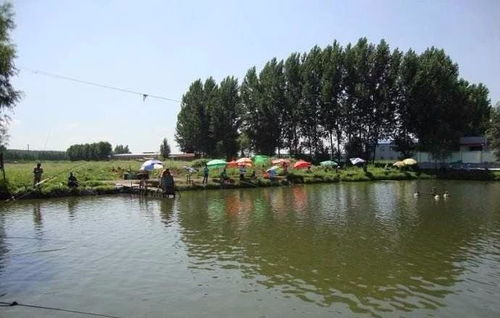 小河坝钓鱼饵料使用全攻略