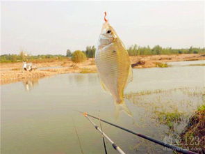 雨天钓鱼饵料选择指南，让鱼儿乖乖上钩的秘诀