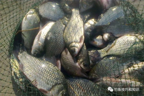 夜钓秘籍，晚上野钓鱼饵料怎么配好？