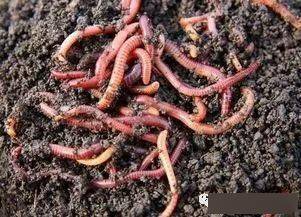 蚯蚓干，钓鱼界的秘密武器，自制教程大公开！