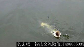 石斑鱼诱饵制作与钓鱼技巧