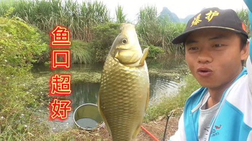 大飞鲫钓鱼饵料黄金配比,手把手教你自制诱鱼神器! 大飞鲫钓鱼饵料黄金配比,手把手教你自制诱鱼神器!