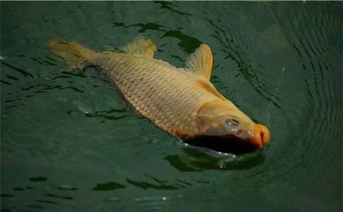 野塘钓鱼饵料怎么挂？这5种方法让鱼儿疯狂咬钩！