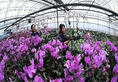 苏北花卉被执行870439元