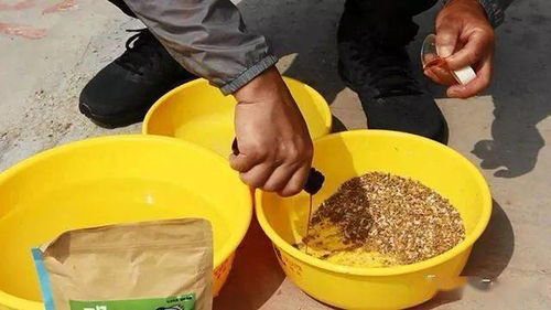 竹笋钓鱼饵料怎么用？手把手教你制作与使用技巧！