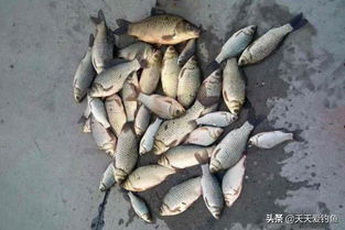 老檀钓鱼饵料怎么用？这份实战秘籍让你轻松钓大鱼！