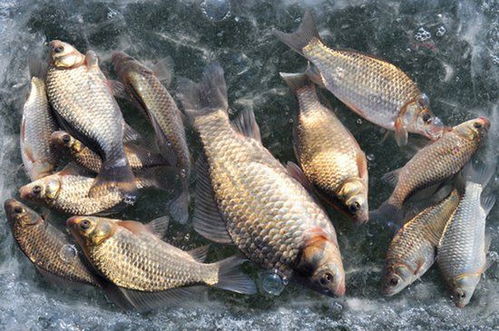 潍坊冬天钓鱼饵料全攻略，如何选择最佳诱饵