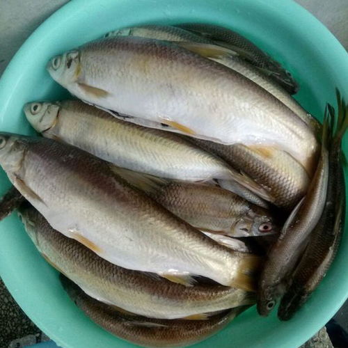 小黄尾怎么选漂钓鱼饵料