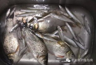 自制闹小鱼饵料，简单易行的钓鱼技巧